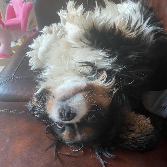 Meet your Posher, Jessica - Picture 1 of 1